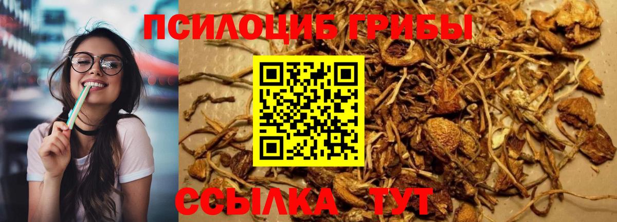 Галлюциногенные грибы Psilocybine cubensis Донской